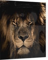 Leeuw op zwarte achtergrond - Foto op Plexiglas - 60 x 60 cm
