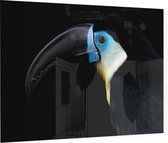 Blauwe toekan op zwarte achtergrond - Foto op Plexiglas - 60 x 40 cm