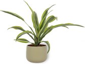 Kamerplant Dracaena Lemon Lime – Drakenbloedboom - ± 25cm hoogte – 12 cm diameter - in groene sierpot