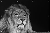 Statige Leeuw op zwarte achtergrond - Foto op Tuinposter - 90 x 60 cm