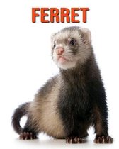 Ferret