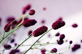 Dimex Floral Violet Vlies Fotobehang 375x250cm 5-banen