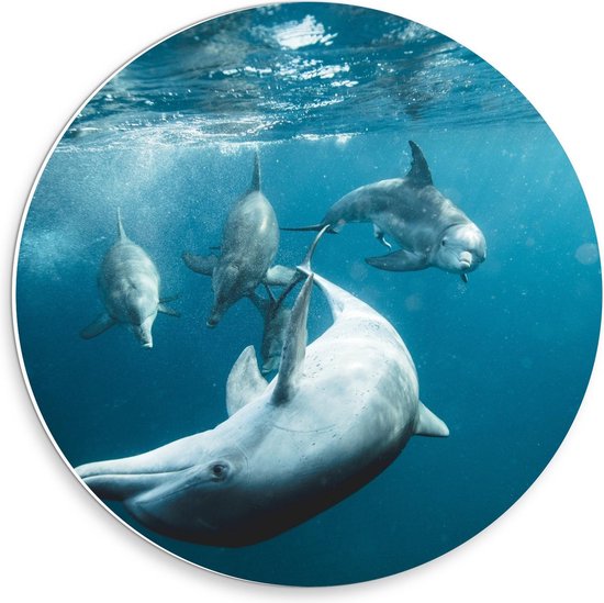 Forex Wandcirkel - Dolfijnen in de Zee - 30x30cm Foto op Wandcirkel (met ophangsysteem)