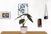 Kamerplant Alocasia Wentii - Olifantsoor - ± 30cm hoog - 12cm diameter - in betonnen roze pot