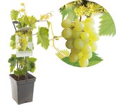 Vitis vinifera Himrod