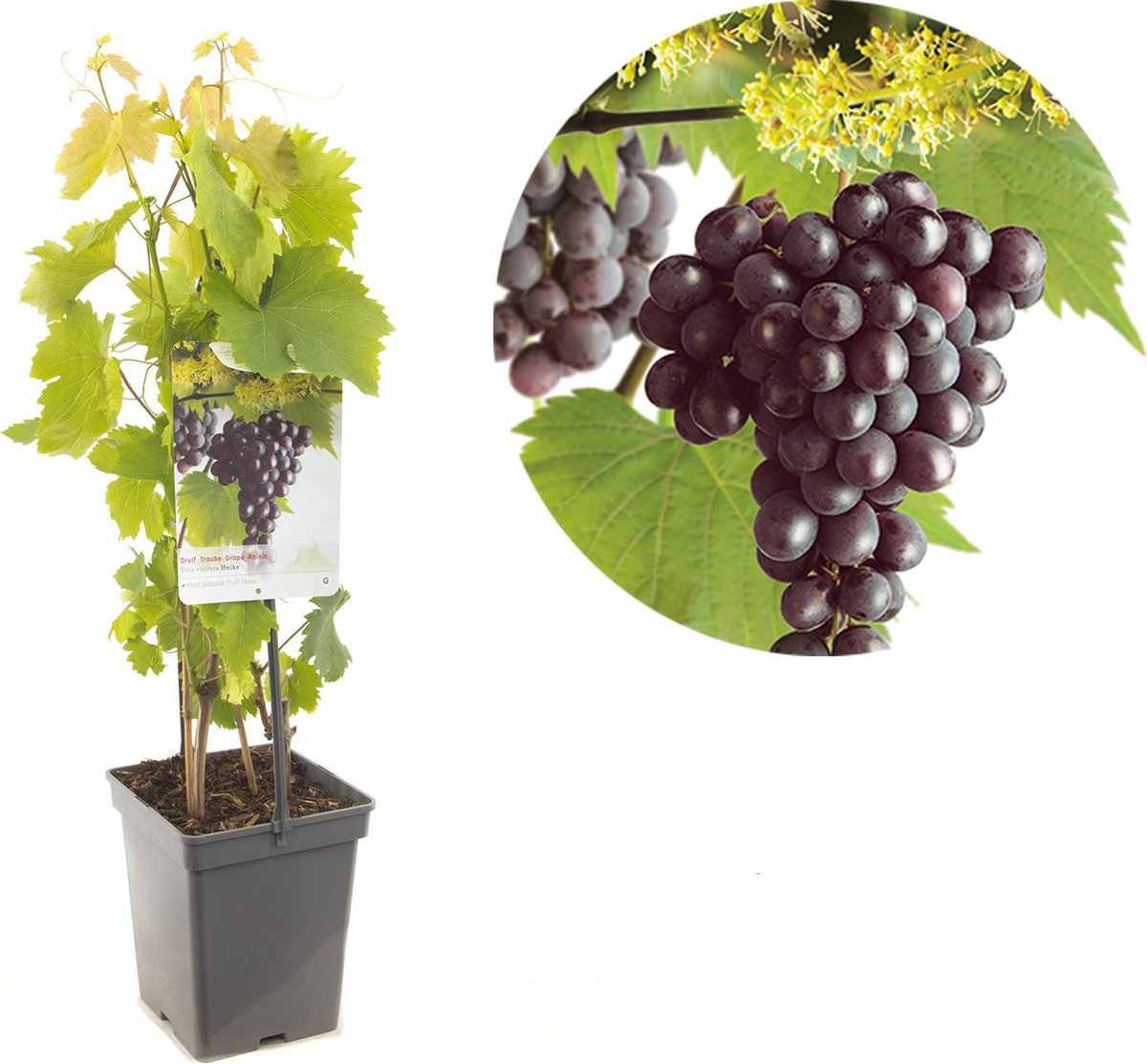 Druivenstruik Vitis Heike - Pitloze rode druif 18cm