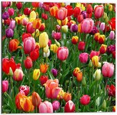 Dibond - Geleurd Tulpenveld - 50x50cm Foto op Aluminium (Wanddecoratie van metaal)