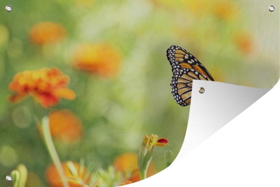 Poster Papillon monarque sur jardin fleuri 120x80 cm - Photo sur poster jardin / Peintures pour l'extérieur (décoration de jardin)