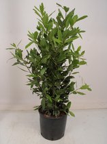 Kamerplant van Botanicly – Laurier – Hoogte: 85 cm – Laurus Nobilis