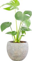 Kamerplant van Botanicly – Gatenplant in bruin plastic pot als set – Hoogte: 70 cm, 1 tak – Monstera Deliciosa
