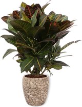 Kamerplant Codiaeum Iceton of Petra - ↕ ± 50cm - 19cm diameter in creme kleurige pot