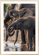 Poster Met Metaal Gouden Lijst - Afrikaanse Olifanten Poster