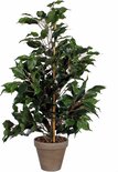 Ficus kamerplant in grijze pot, gesteund door bamboestok.