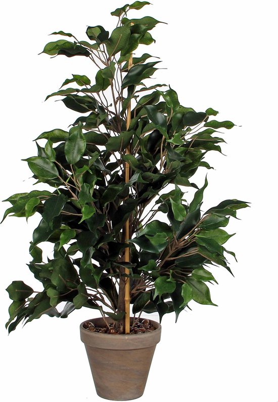 Ficus kamerplant in grijze pot, gesteund door bamboestok.