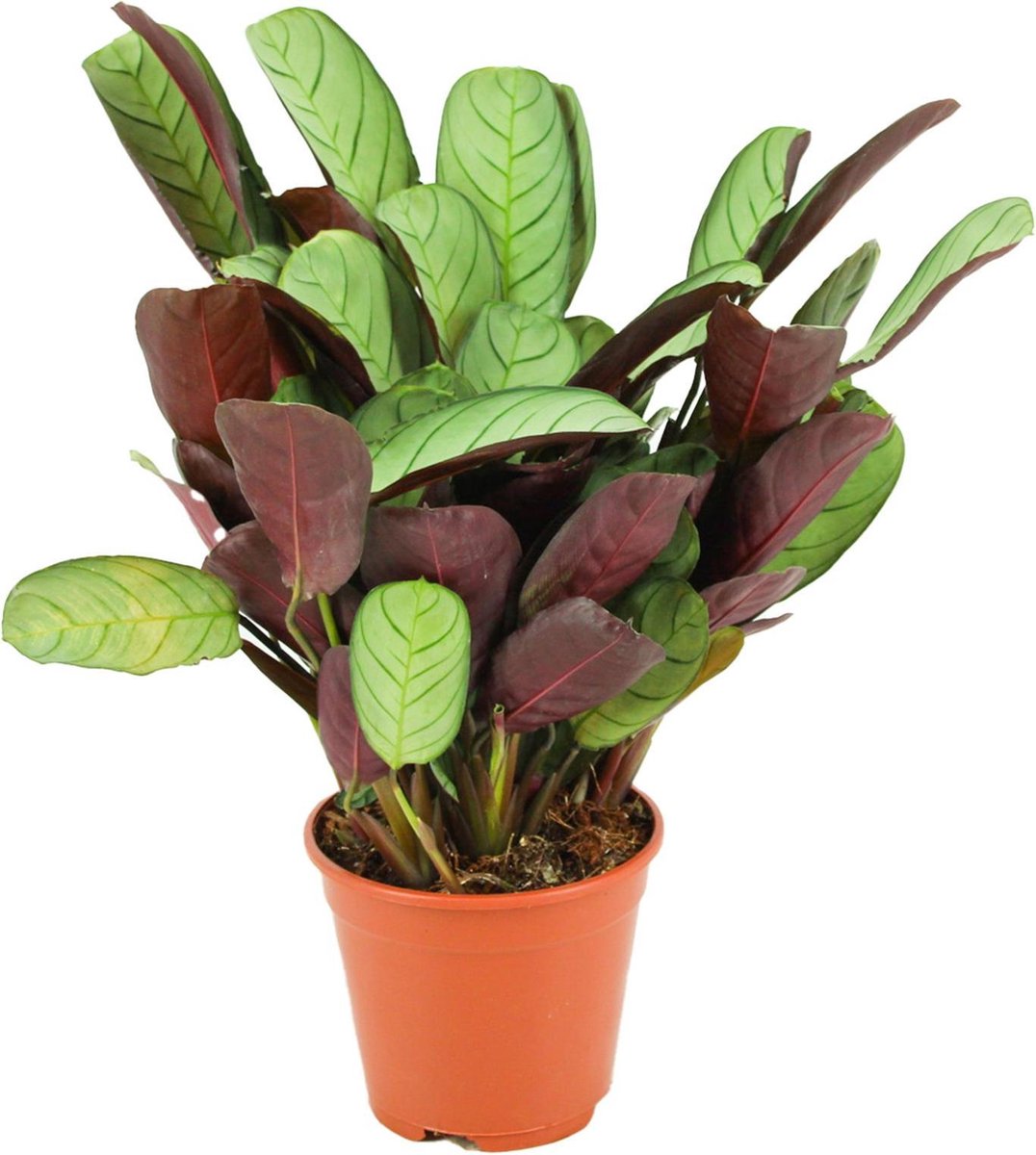 Ctenanthe Amagris - Ø 14 cm - Hoogte: 35 - 40 cm