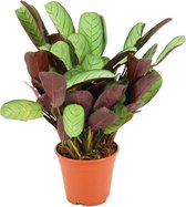 ZynesFlora - Ctenanthe Amagris - Ø 14 cm - Hoogte: 25 - 35 cm - Calathea - Luchtzuiverend - Kamerplant