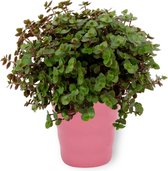 Kamerplant Callisia Turtle – Schildpadplant - ± 15cm hoog – 12 cm diameter - in roze pot