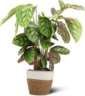 We Love Plants - Calathea Flamestar + Mand Miranda - 75 cm hoog - Luchtzuiverende plant