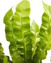 Hellogreen Kamerplanten - Set van 2 - Asplenium Crispy Wave - 30 cm