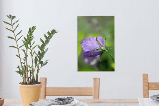 Gouttes de pluie sur la fleur d'une Campanule 20x30 cm - petit - Tirage photo sur toile (Décoration murale salon / chambre) / Peintures Fleurs sur toile