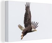 Flying American Bald Eagle 30x20 cm - petit - Tirage photo sur toile (Décoration murale salon / chambre)