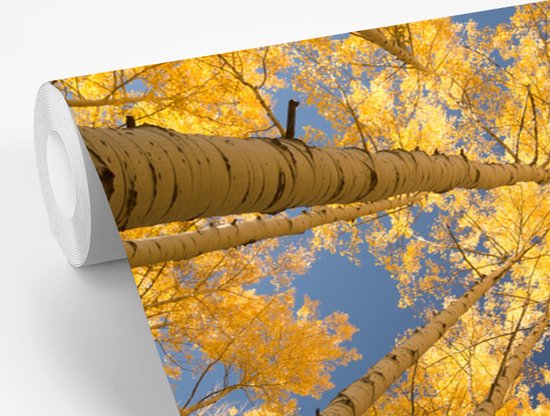 Papier peint - Papier peint Papier peint photo Bouleaux aux feuilles jaunes en perspective de grenouille - Largeur 330 cm x hauteur 220 cm