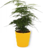 Kamerplant Asparagus Plumosus – Aspergeplant - ± 25cm hoog – 12 cm diameter - in gele pot