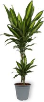 WL Plants - Dracaena Hawaiian - Drakenbloedboom - Kamerplanten - Luchtzuiverende Kamerplanten - Gemakkelijk Te Verzorgen - ± 75cm hoog - 19cm diameter - in Kweekpot
