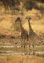 Tuinposter - Dieren - Wildlife / Giraf in beige / bruin / zwart  - 80 x 120 cm.