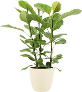 Ficus Altissima In ELHO Sierpot (soap) - Vers Van De Kweker - ↨ 105cm - ⌀ 27cm - [Mama's Planten]