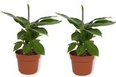 2x Kamerplant Musa Tropicana Bananenplant ± 30cm hoog 12cm diameter