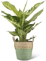 We Love Plants - Dieffenbachia Mars + Mand Bram - 50 cm hoog - Luchtzuiverende plant