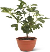 Ficus Carica P26 Zonder pot