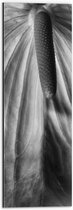 Dibond - Spathiphyllum Cochlearspathum Bloem - Zwart/Wit - 20x60 cm Foto op Aluminium (Met Ophangsysteem)