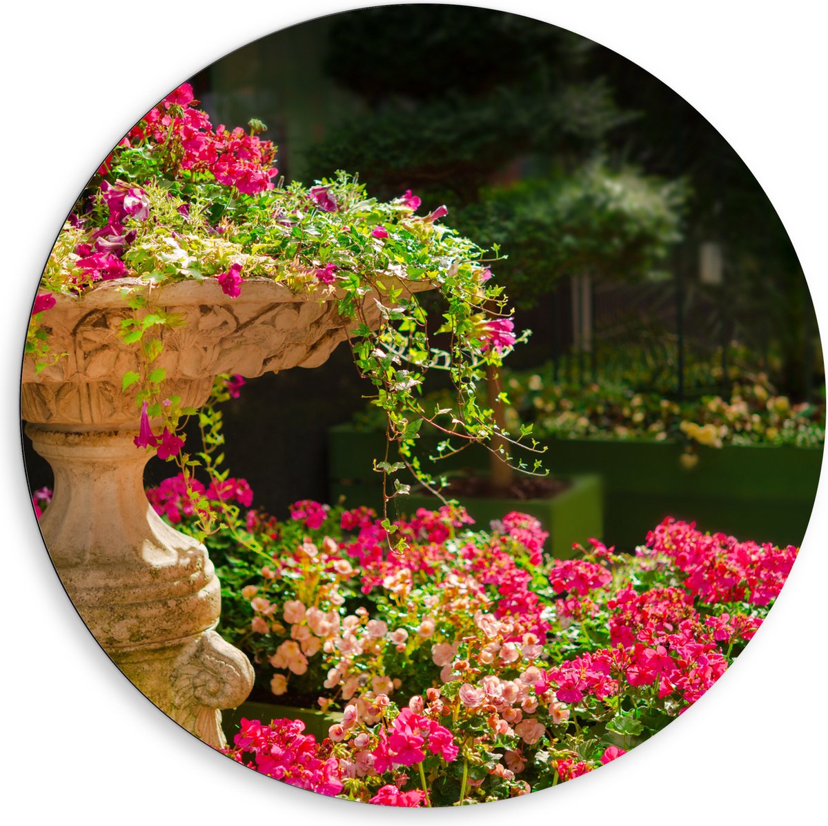 Dibond Muurcirkel - Felroze Bloemen uit Fontein - 80x80 cm Foto op Aluminium Muurcirkel (m