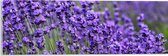 Acrylglas - Lavendel Planten op een Grasveld - 60x20 cm Foto op Acrylglas (Wanddecoratie op Acrylaat)