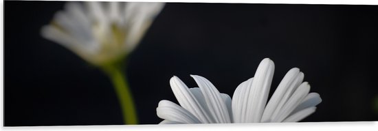 WallClassics - Dibond - Duo met Focus op Witte Bloem - 120x40 cm Foto op Aluminium (Met Ophangsysteem)