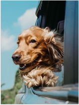 WallClassics - Poster brillant - Chien marron suspendu à la fenêtre de la voiture - 60 x 80 cm Photo sur papier poster avec finition brillante