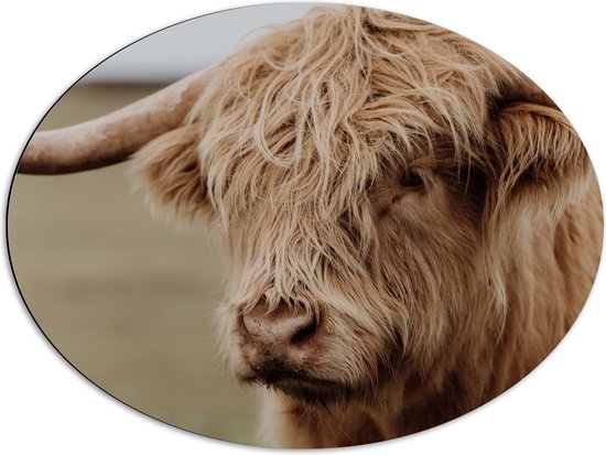 WallClassics - Dibond Ovaal - Bruine Buffel met Hoorns - 80x60 cm Foto op Ovaal (Met Ophangsysteem)