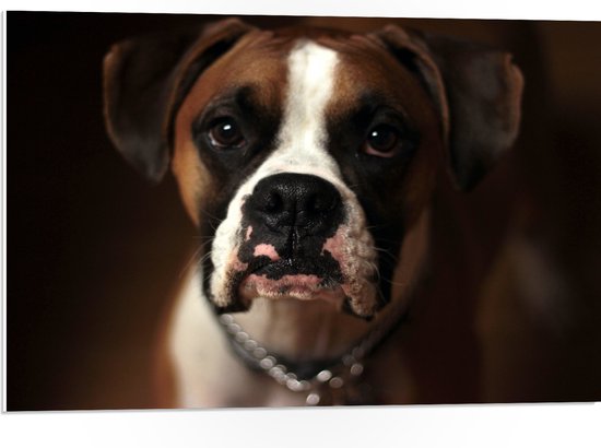 WallClassics - PVC Schuimplaat - Bruine Hond met Witte Vlekken - Boxer - 75x50 cm Foto op PVC Schuimplaat (Met Ophangsysteem)