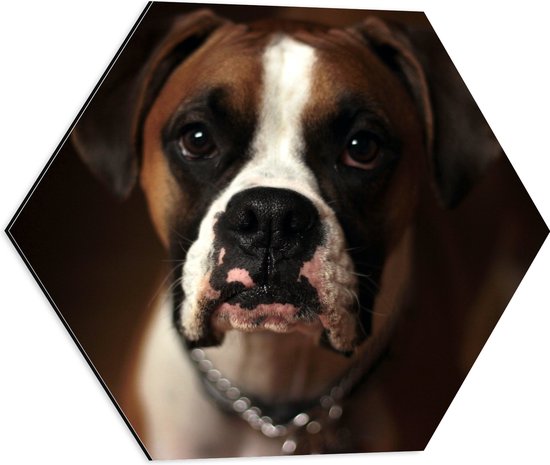 WallClassics - Dibond Hexagon - Bruine Hond met Witte Vlekken - Boxer - 50x43.5 cm Foto op Hexagon (Met Ophangsysteem)