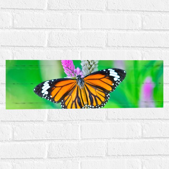 Muursticker - Danaus Genutia Vlinder met Gespreide Vleugels op Narcis - 60x20 cm Foto op Muursticker