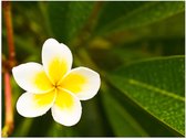 Poster (Mat) - Wit met Gele Bloem - Frangipani - 40x30 cm Foto op Posterpapier met een Matte look