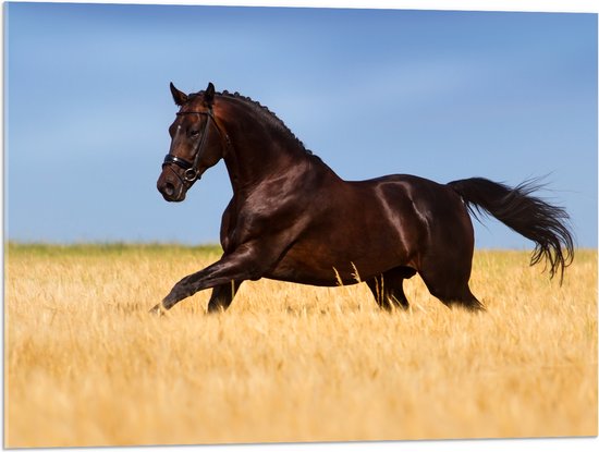 Acrylglas - Bruin Paard Gallopernd door het Hoge Gras - 80x60 cm Foto op Acrylglas (Met Ophangsysteem)