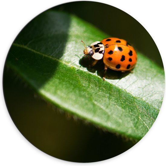 Dibond Muurcirkel - Lieveheersbeestje Zittend op Groen Blad - 70x70 cm Foto op Aluminium Muurcirkel (met ophangsysteem)