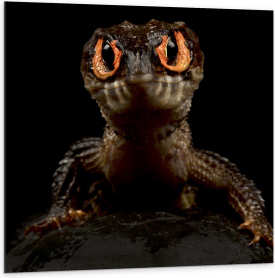 Dibond - Krokodil met Angstaanjagende Rode Ogen tegen Zwarte Achtergrond - 100x100 cm Foto op Aluminium (Wanddecoratie van metaal)