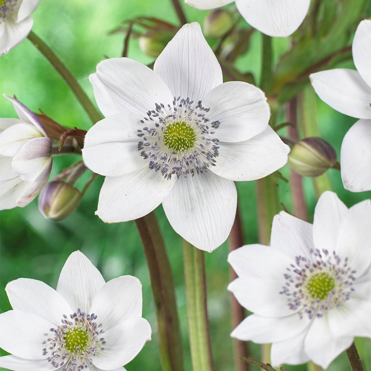Anemone leveillei | 1 stuk | 11x11 cm Kwekerspot | Geurend | winterhard | Wit | Top Kwaliteit Anemonen Knollen