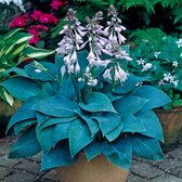 Hartlelie (Hosta tardiana) 'Halcyon' | 1 stuk | Schaduwplant | tuinplant schaduw | 11x11 cm Kwekerspot | winterhard | Roze