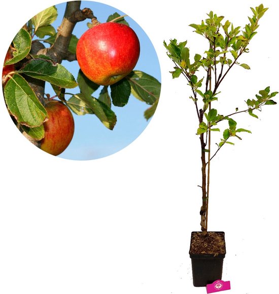 Malus domestica 'Elstar' Appelboom - Dit jaar fruit - Hoogte +100cm - 3 liter...