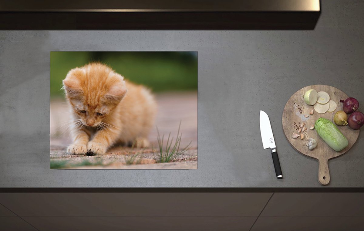 Inductieplaat Beschermer - Kitten Spelend met Insect op Stenen Pad - 60x52 cm - 2 mm Dik - Inductie Beschermer van Vinyl